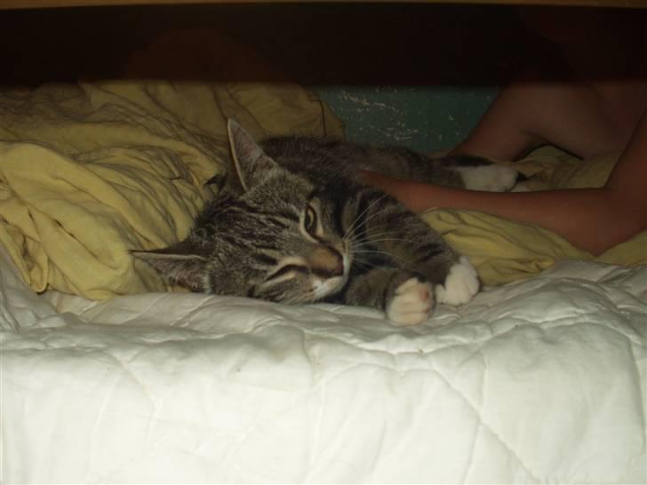 Blanding af racer Mik billede 19