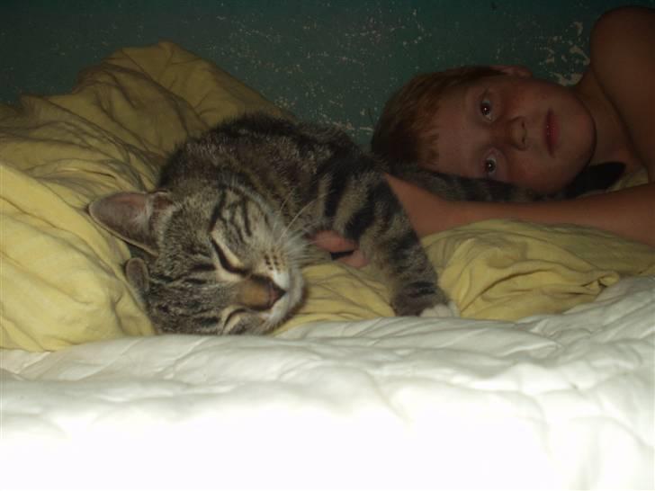 Blanding af racer Mik billede 20