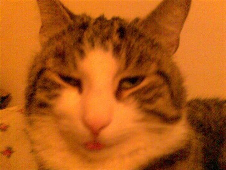 Huskat Chui billede 1