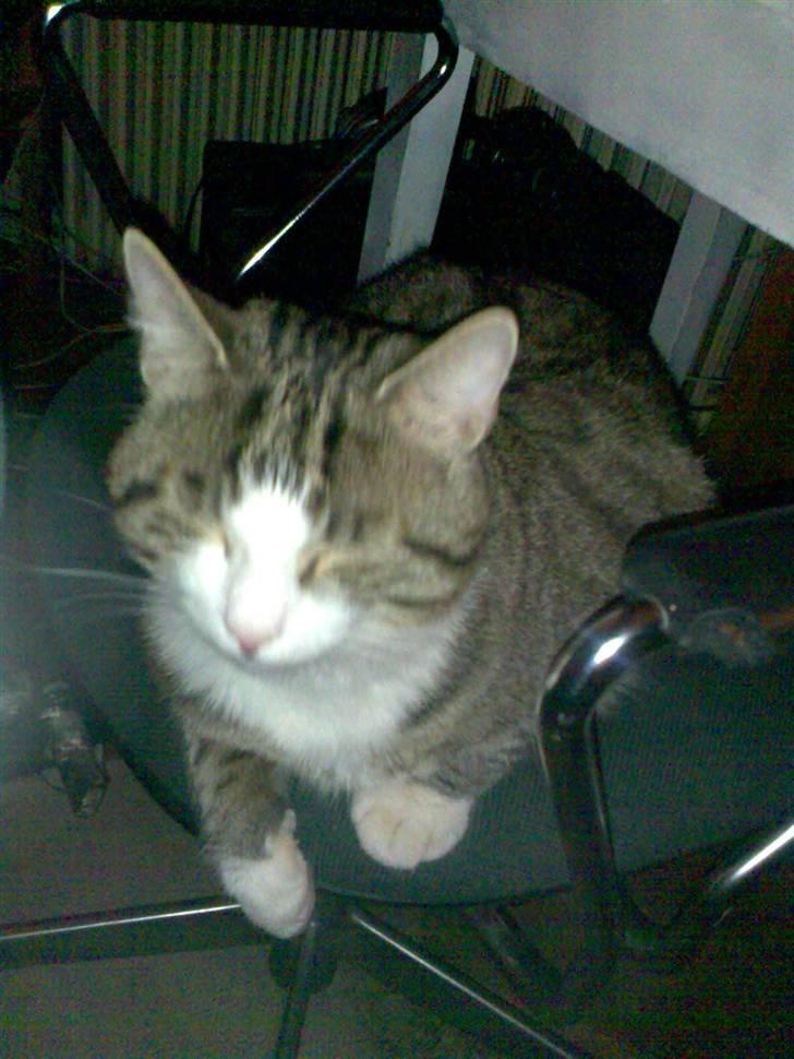 Huskat Chui - jeg elsker min mormors stol.... hi hi billede 3