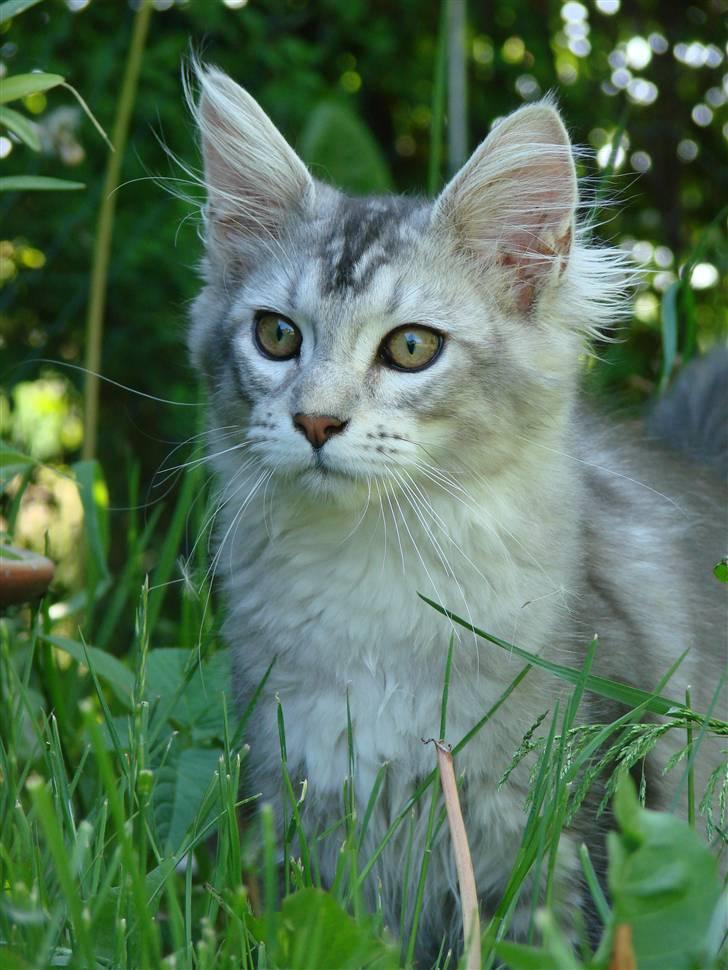 Maine Coon DK Dalibro´s Cocoa Beach - 4 mdr. ! tur i haven billede 1