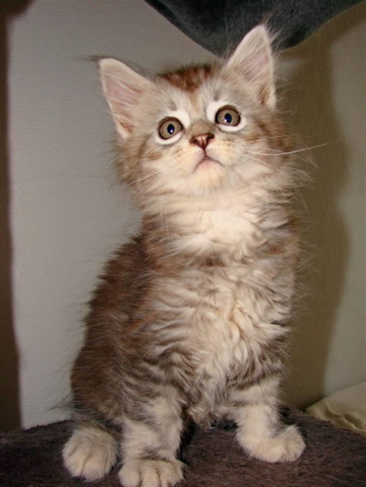 Maine Coon DK Dalibro´s Cocoa Beach - 7½ uge billede 2