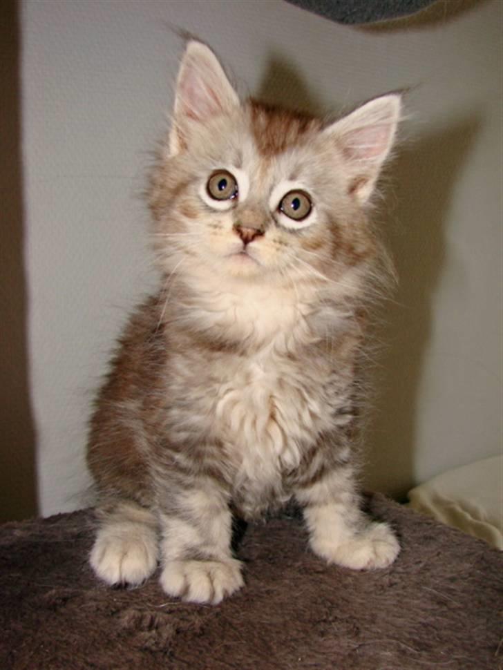 Maine Coon DK Dalibro´s Cocoa Beach - 7½ uge billede 3