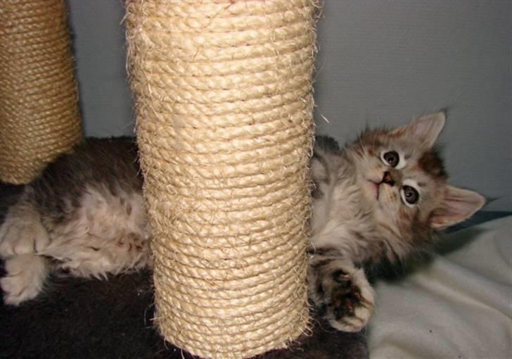 Maine Coon DK Dalibro´s Cocoa Beach - 7½ uge billede 4