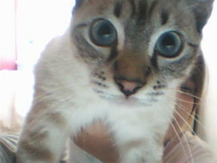 Ocicat Nikki - Kigge i webcam billede 1