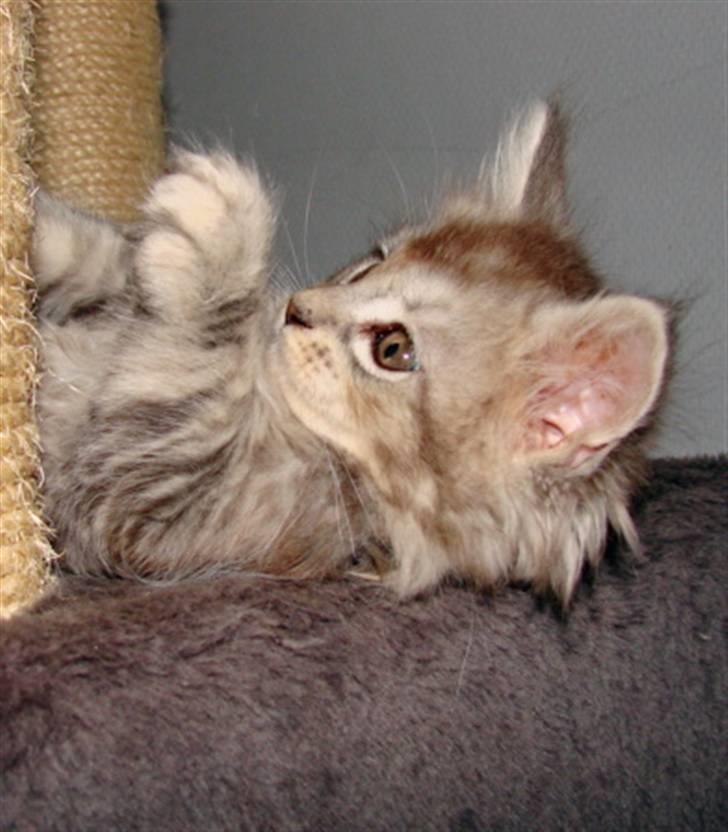 Maine Coon DK Dalibro´s Cocoa Beach - 7½ uge billede 5