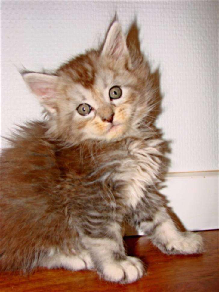 Maine Coon DK Dalibro´s Cocoa Beach - 6 uger billede 6