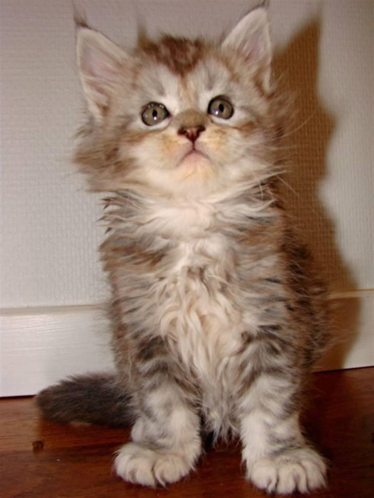 Maine Coon DK Dalibro´s Cocoa Beach - 6 uger billede 7