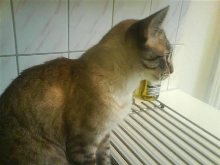 Ocicat Nikki - Kigger lige ud af vinduet billede 3