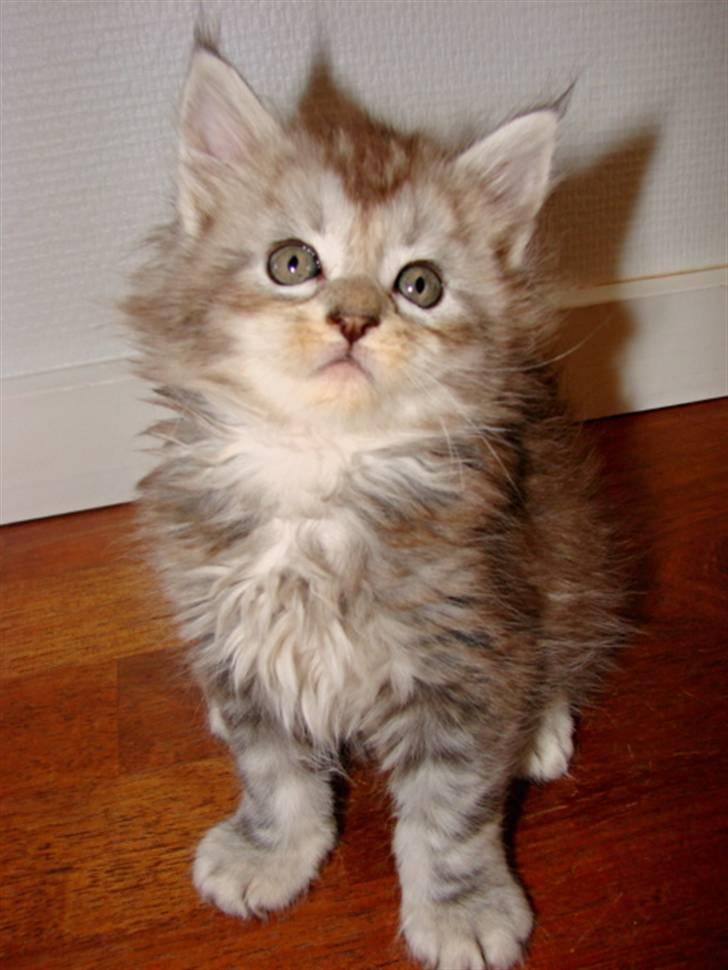Maine Coon DK Dalibro´s Cocoa Beach - 6 uger billede 8