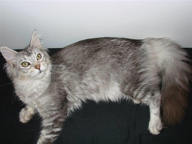 Maine Coon DK Dalibro´s Cocoa Beach - ½ år billede 9