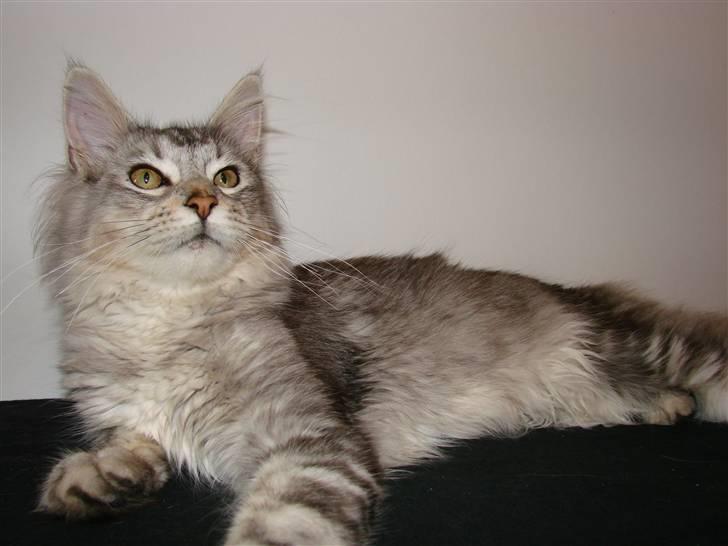 Maine Coon DK Dalibro´s Cocoa Beach - ½ år billede 10