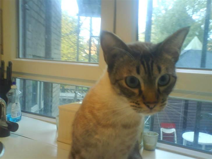 Ocicat Nikki - "Mor du forstyrre mig. Jeg prøver jo og være model her" billede 5