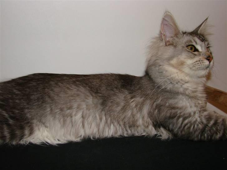 Maine Coon DK Dalibro´s Cocoa Beach - ½ år billede 11