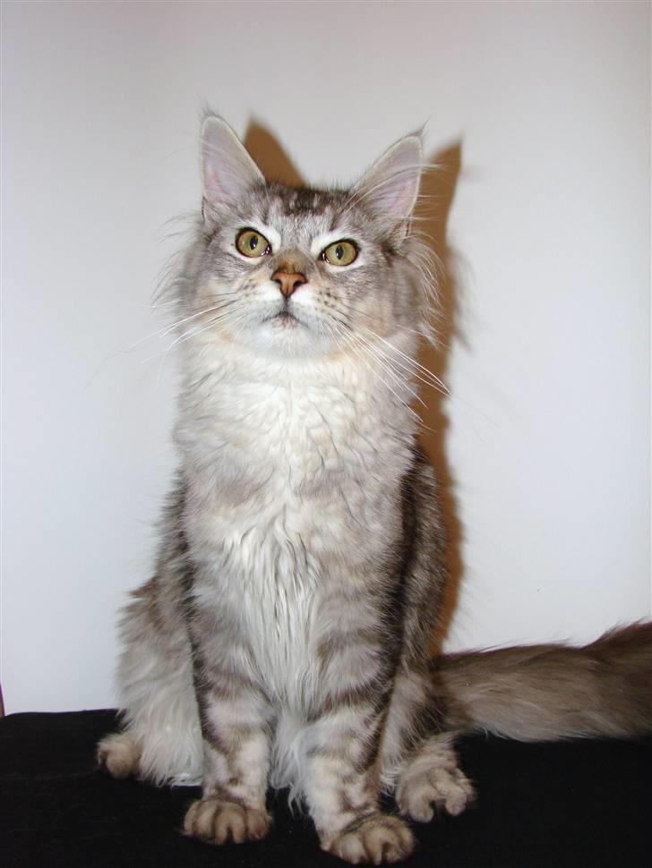 Maine Coon DK Dalibro´s Cocoa Beach - ½ år billede 12