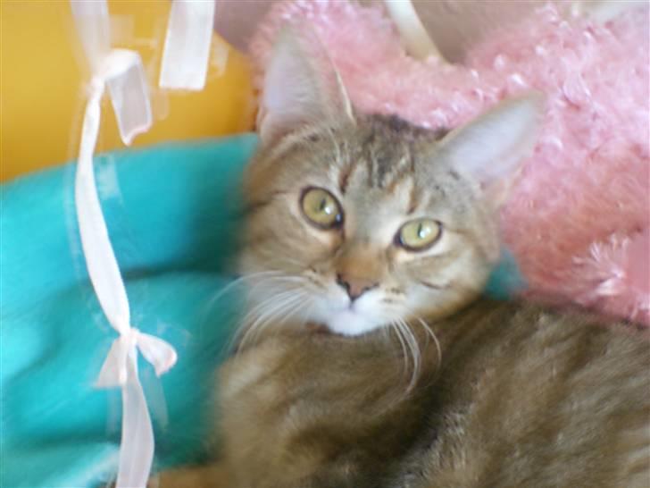 Huskat Nuser - Hej jeg er nuser. billede 4