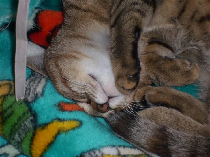 Huskat Nuser - ZZzz Fisk Fisk FiskZZZzzz Kyling Kyling Kyling billede 5