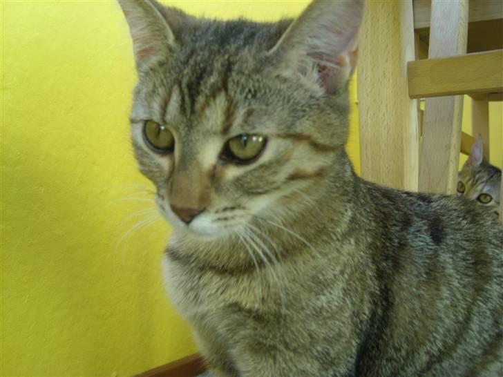 Huskat Nuser - Ingen kommetar billede 6