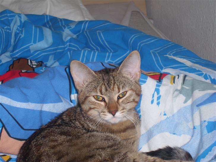 Huskat Nuser - SKRIDDD billede 8