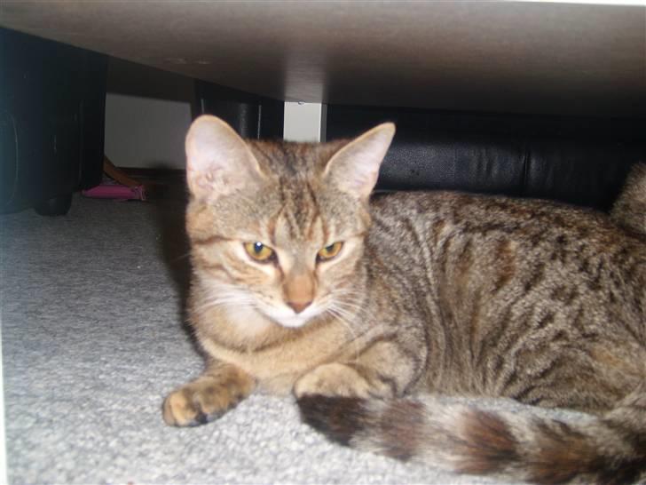 Huskat Nuser - Hvad sker der lige her??!! billede 9