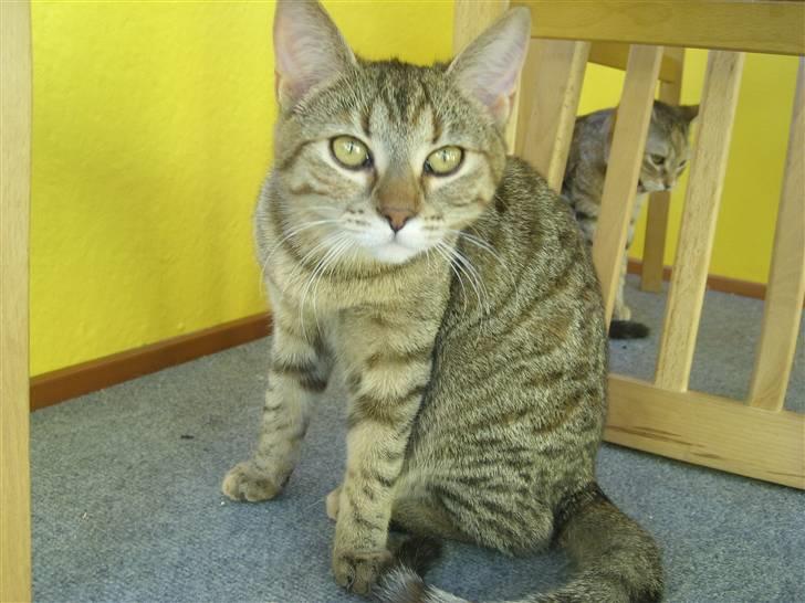 Huskat Nuser - JEG sagde INGEN kommetar billede 10