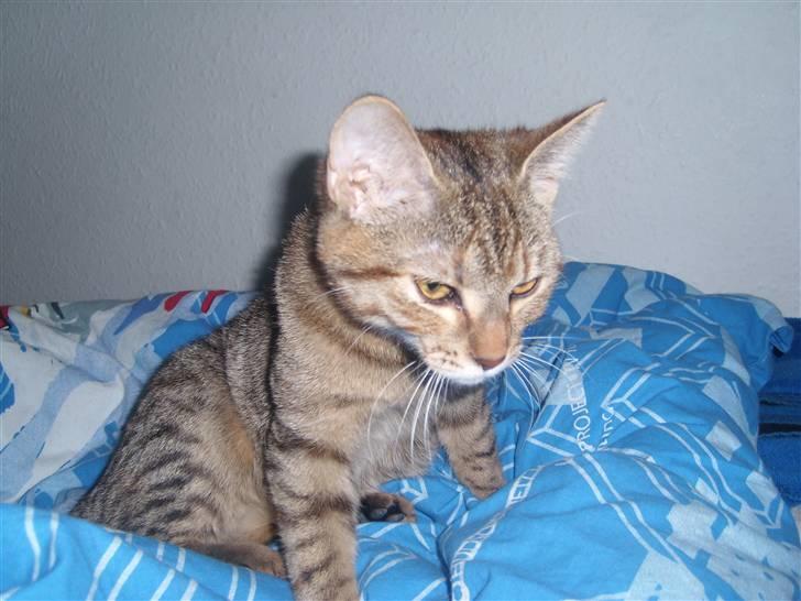 Huskat Nuser - Nam Nam den mad var god og nu til en lur billede 11