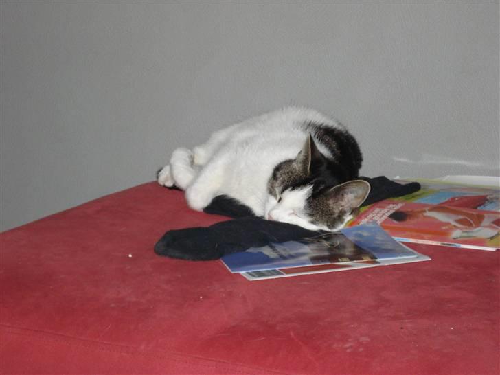 Huskat Kai billede 6