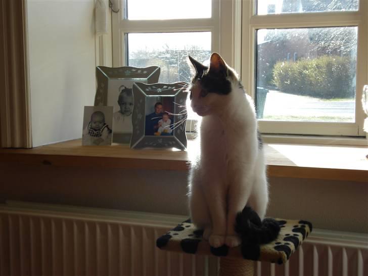 Huskat Kai billede 7