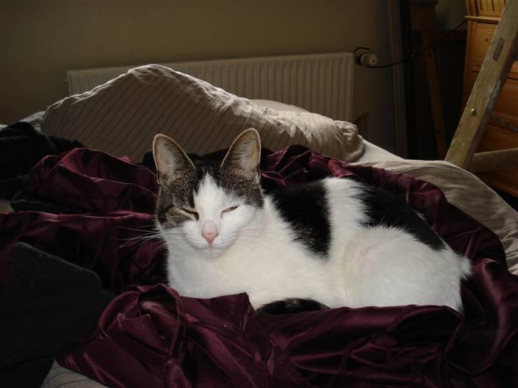 Huskat Kai billede 8