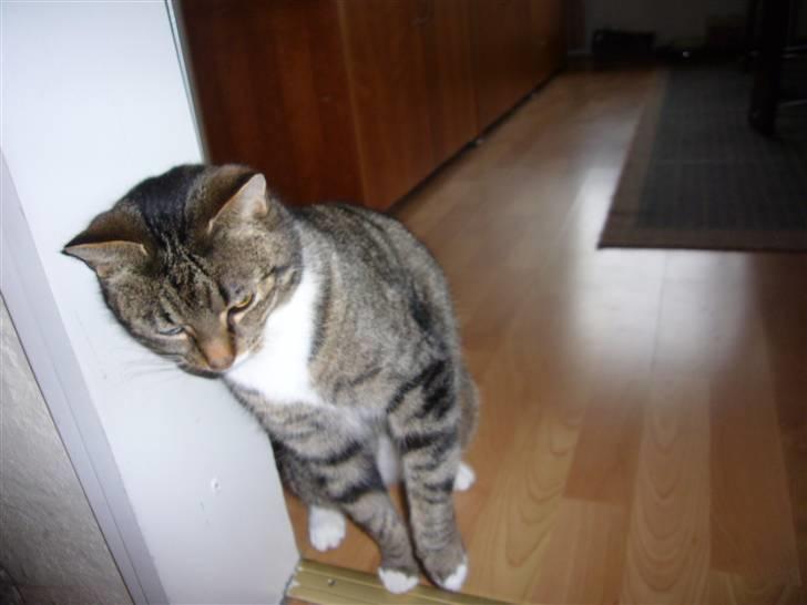 Huskat tulle - tulle du er så sød <33  billede 1