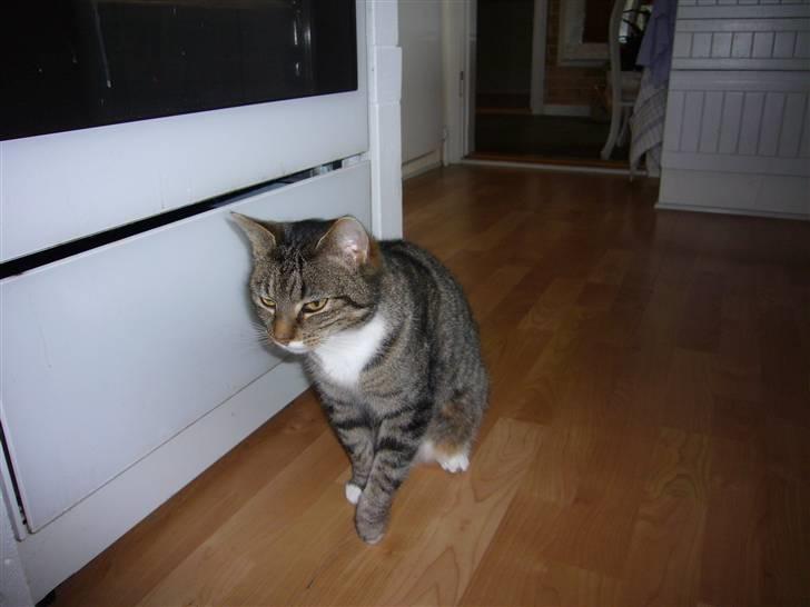 Huskat tulle - det er tulle min kat billede 2