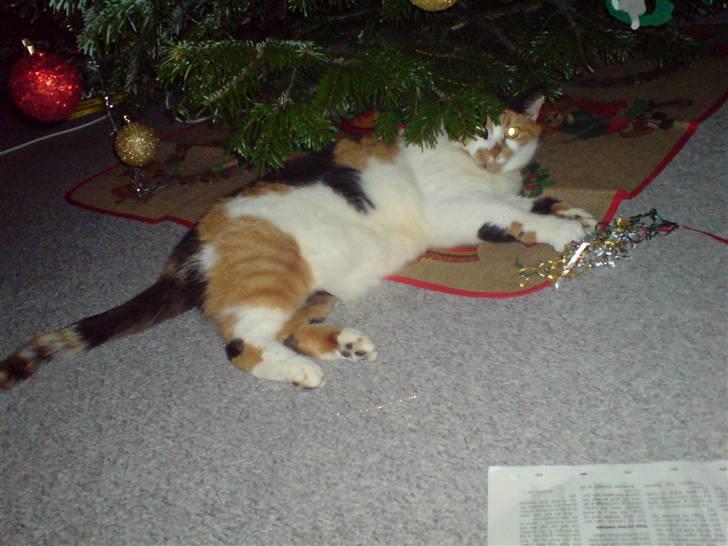 Huskat Laban billede 7