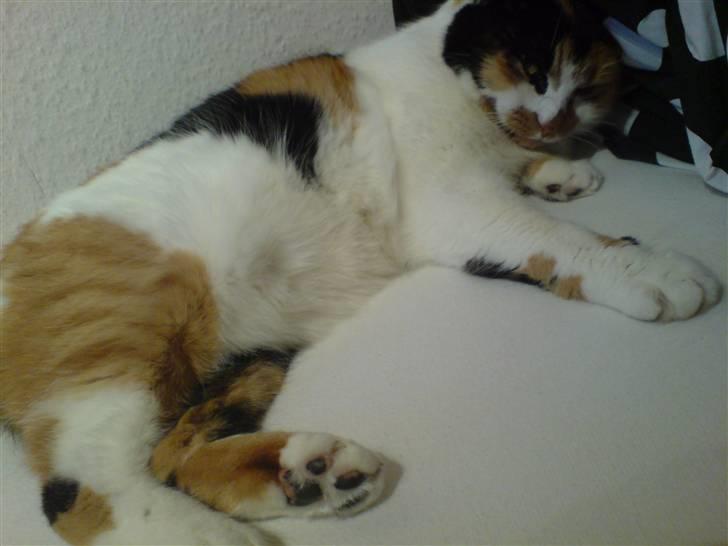 Huskat Laban billede 8