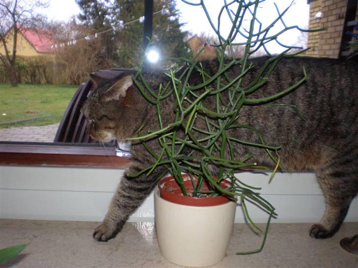 Blanding af racer Mille-pigen billede 1