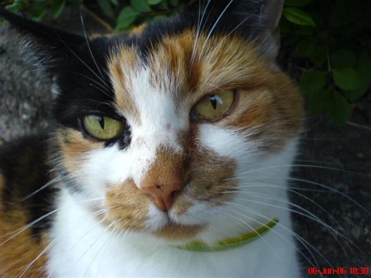 Huskat Laban billede 9