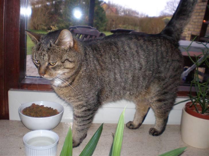 Blanding af racer Mille-pigen billede 2