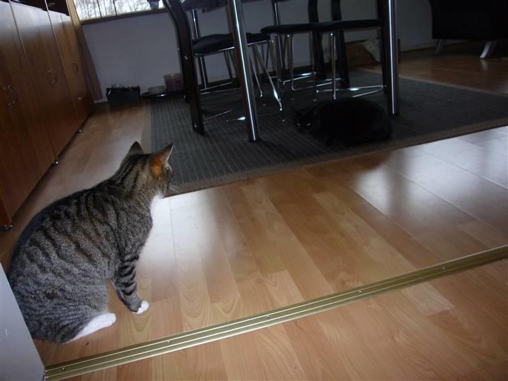 Huskat tulle billede 4