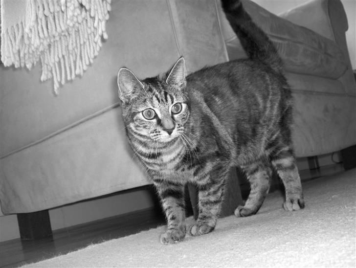 Huskat Prop billede 1