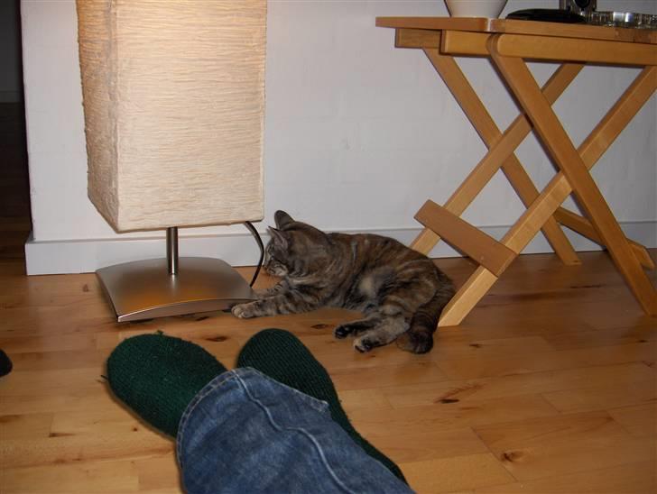 Huskat Prop billede 2