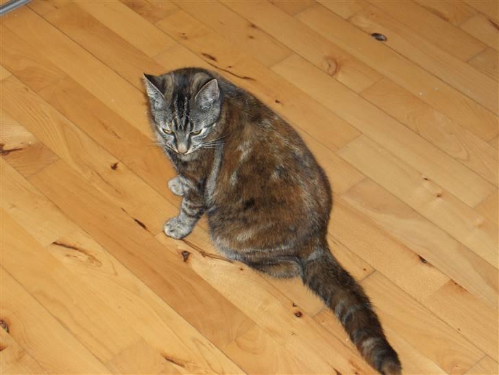 Huskat Prop billede 3