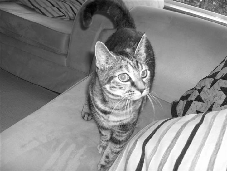 Huskat Prop billede 4