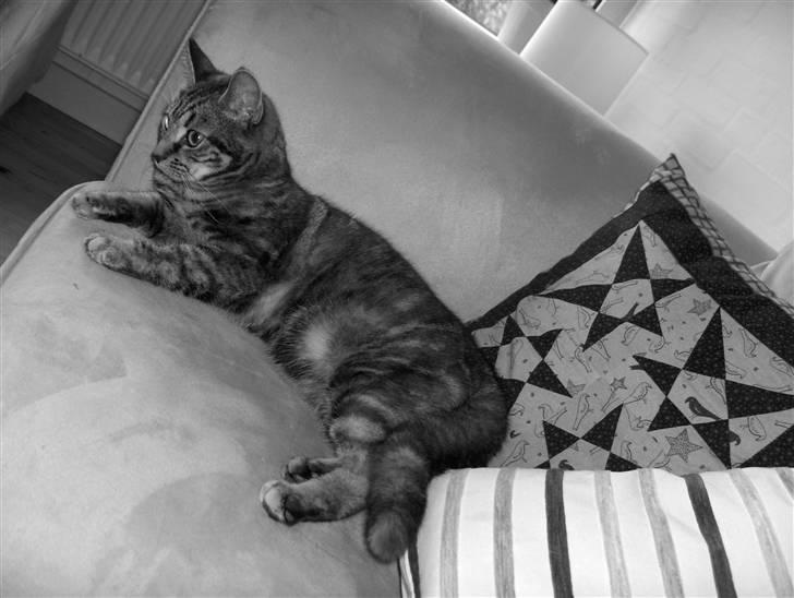 Huskat Prop billede 5