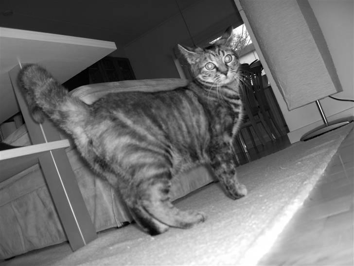 Huskat Prop billede 6