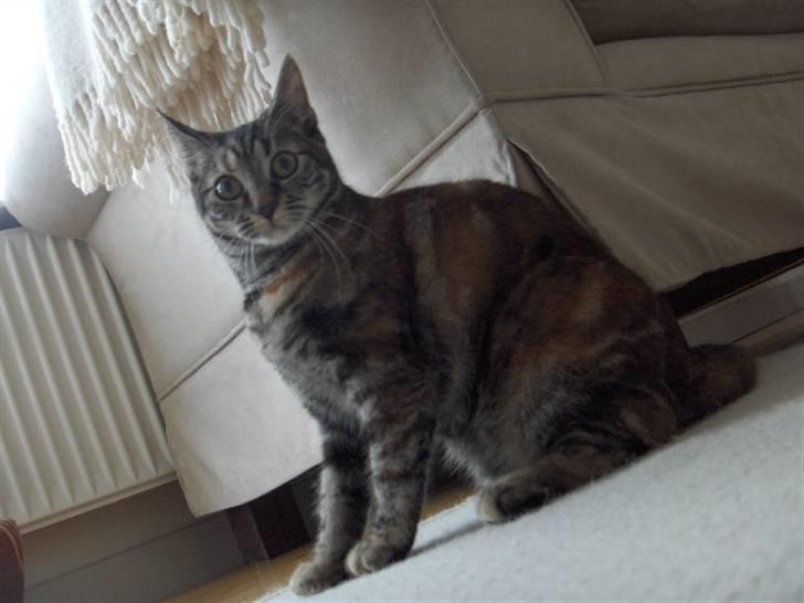 Huskat Prop billede 7