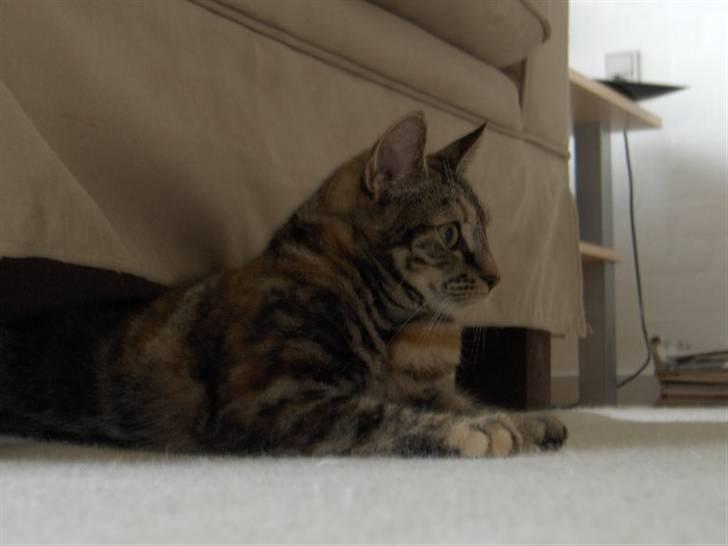 Huskat Prop billede 8