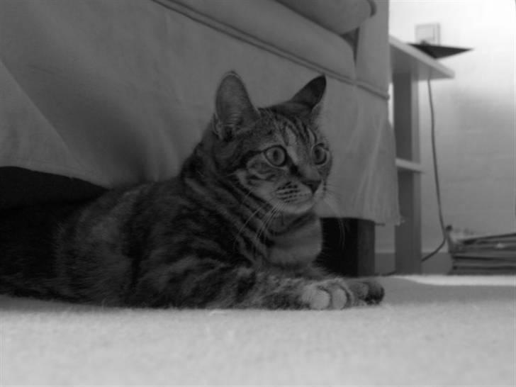 Huskat Prop billede 9