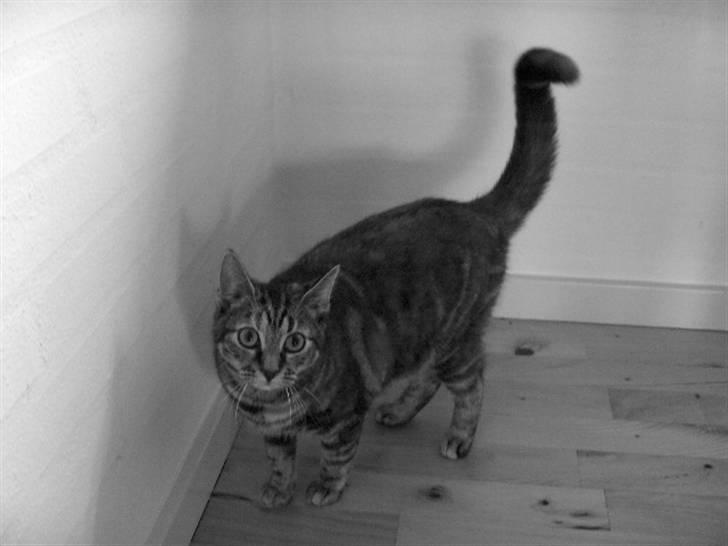 Huskat Prop billede 10