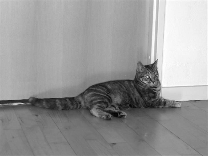 Huskat Prop billede 11