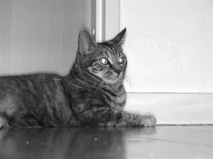 Huskat Prop billede 12