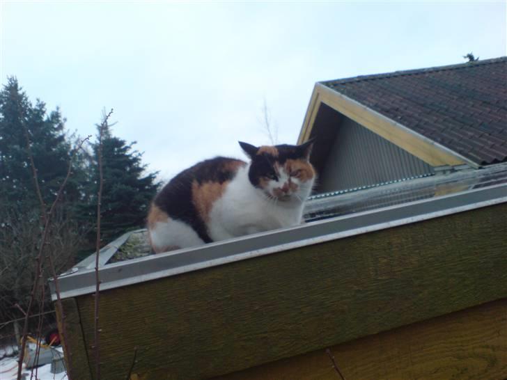 Huskat Laban billede 10